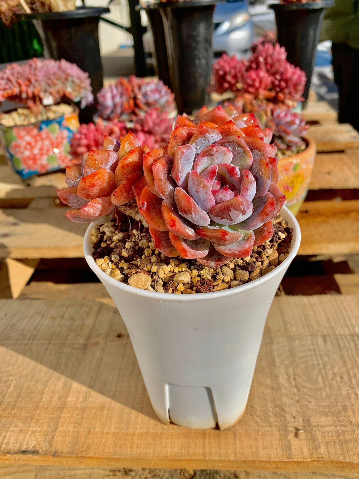 2512-022 Boutique Rare Succulents/Echeveria Orange Monroe Cluster /What You See is What You Get/Bare Root Without Soil Pot/Plants Gifts