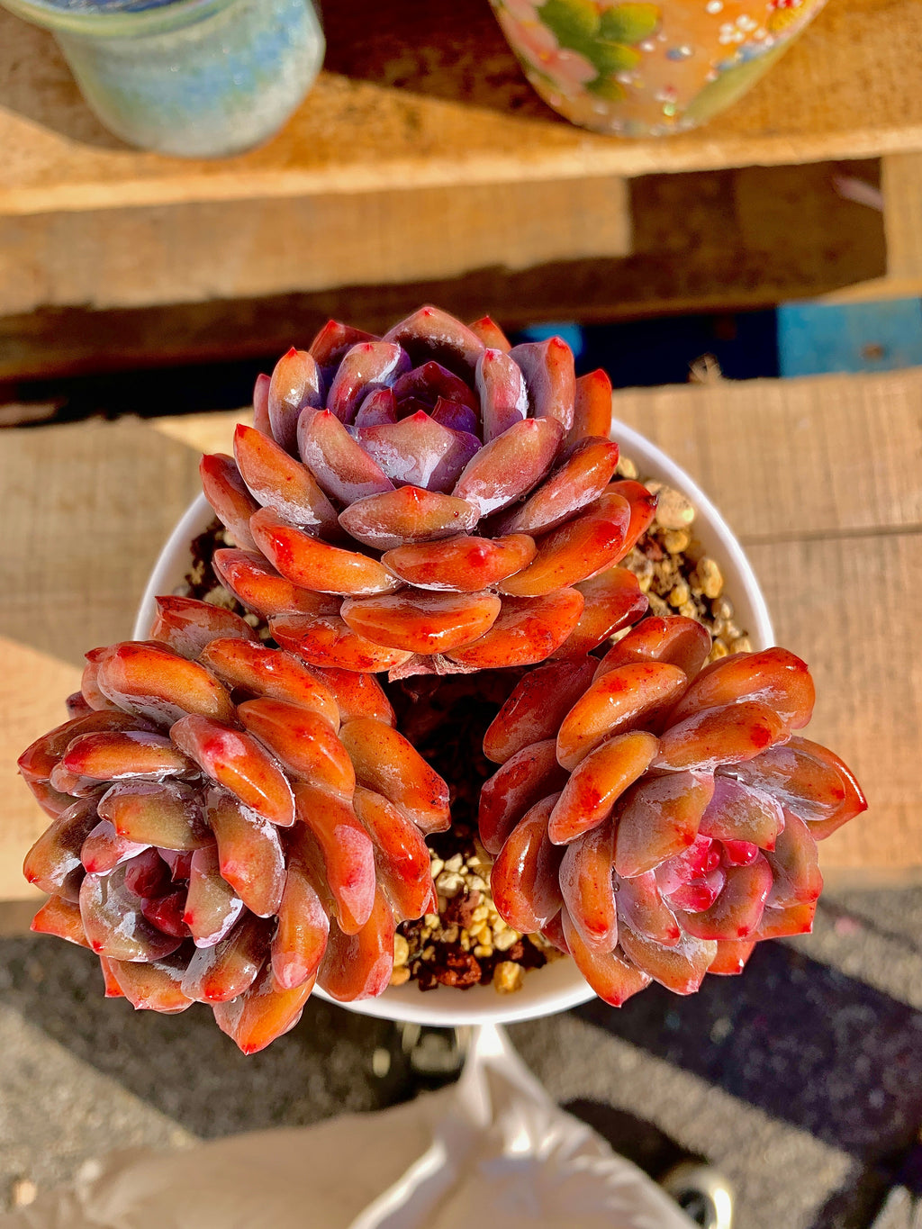 2512-022 Boutique Rare Succulents/Echeveria Orange Monroe Cluster /What You See is What You Get/Bare Root Without Soil Pot/Plants Gifts