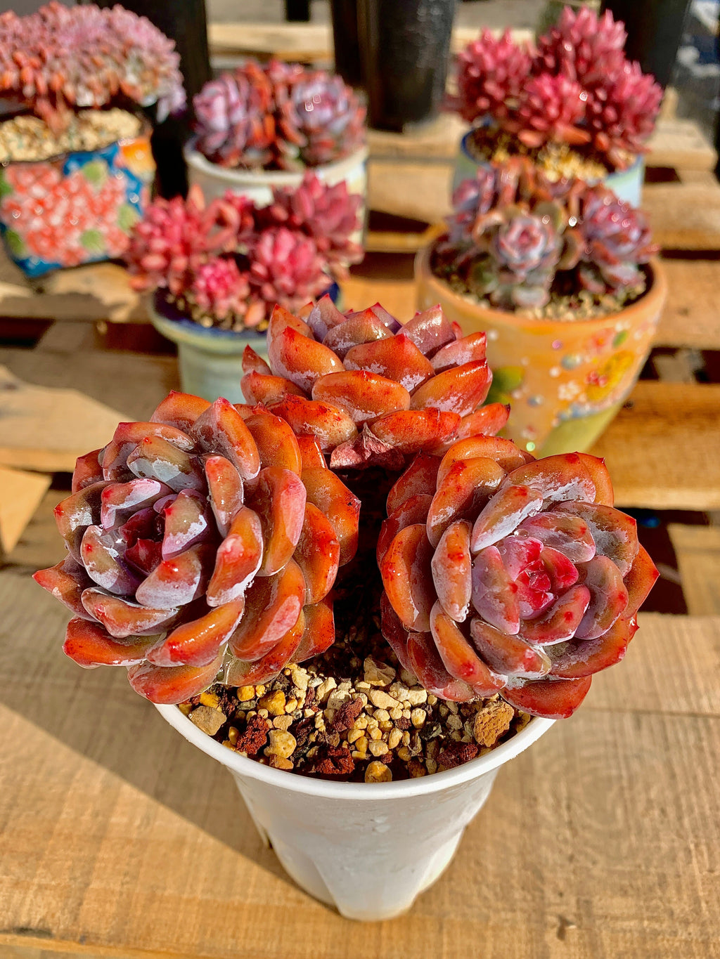 2512-022 Boutique Rare Succulents/Echeveria Orange Monroe Cluster /What You See is What You Get/Bare Root Without Soil Pot/Plants Gifts