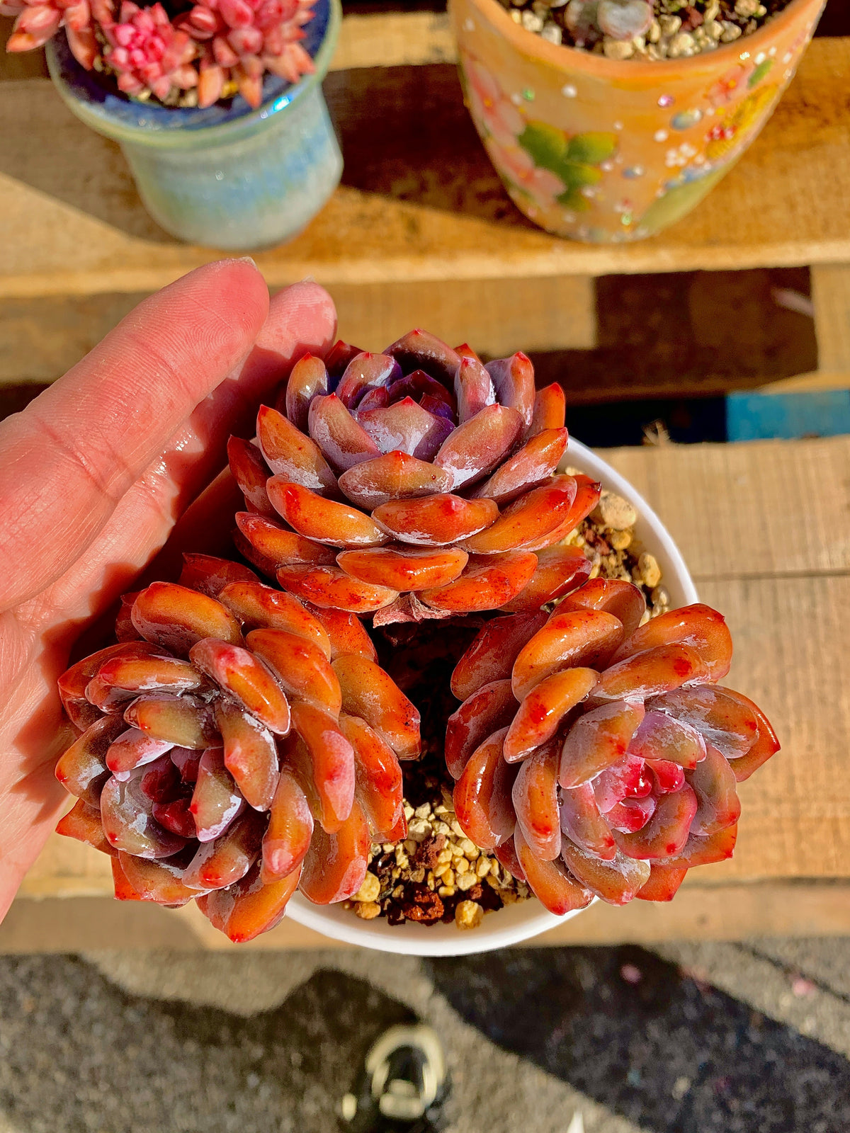 2512-022 Boutique Rare Succulents/Echeveria Orange Monroe Cluster /What You See is What You Get/Bare Root Without Soil Pot/Plants Gifts