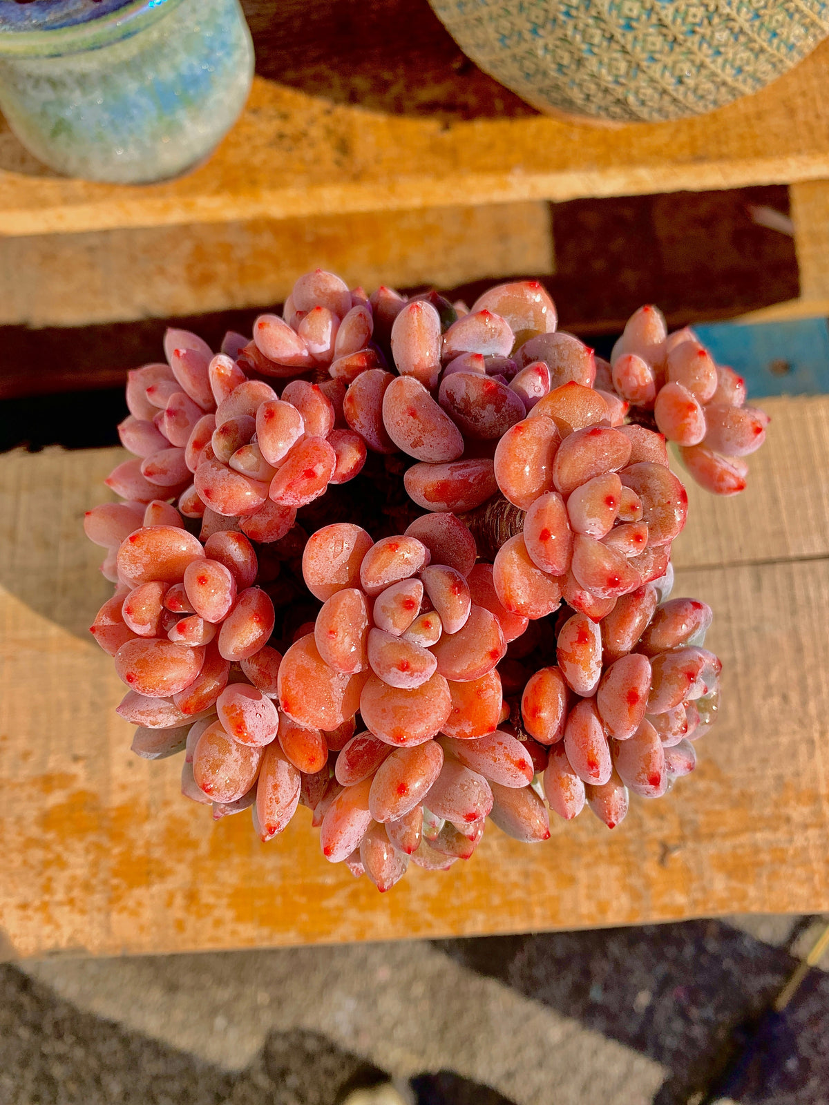 2512-024 Boutique Big Rare Succulents/xSedeveria Maxwell Cluster /What You See is What You Get/Bare Root Without Soil Pot/Plants Gifts
