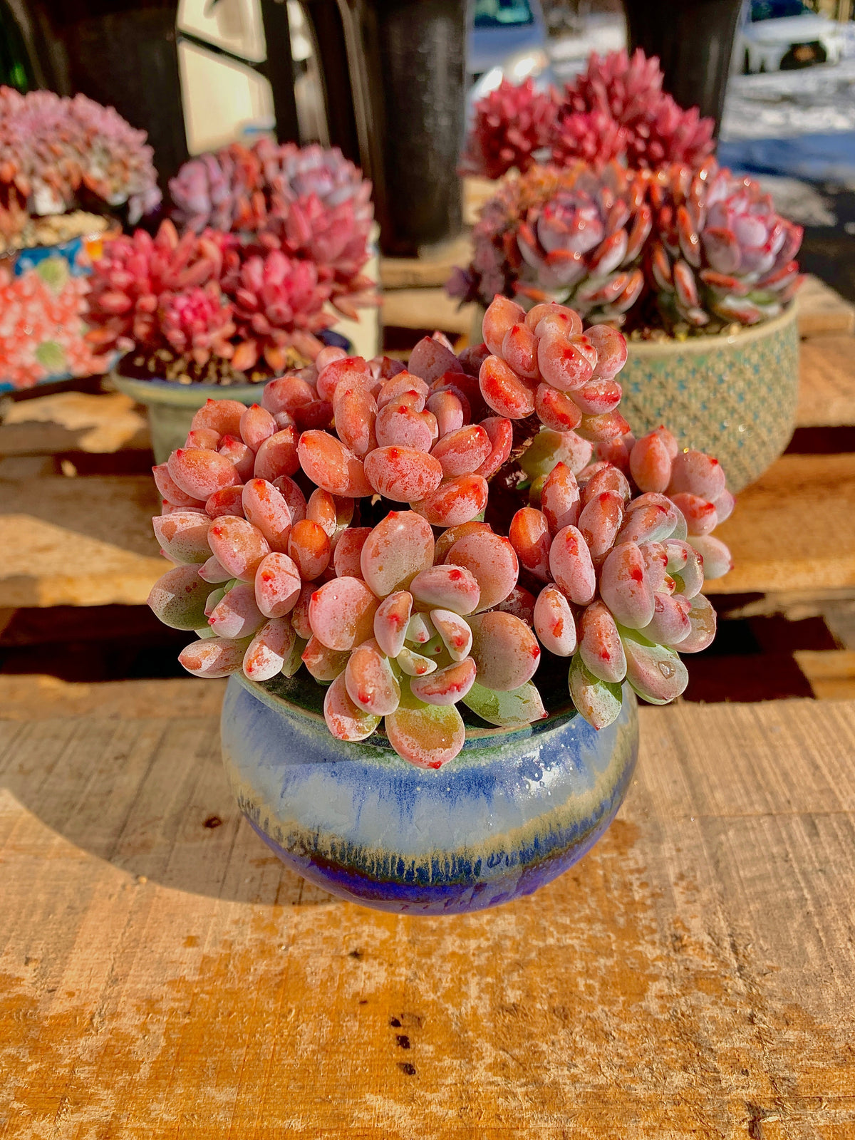 2512-024 Boutique Big Rare Succulents/xSedeveria Maxwell Cluster /What You See is What You Get/Bare Root Without Soil Pot/Plants Gifts