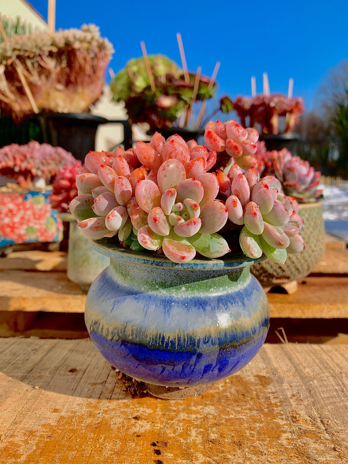2512-024 Boutique Big Rare Succulents/xSedeveria Maxwell Cluster /What You See is What You Get/Bare Root Without Soil Pot/Plants Gifts