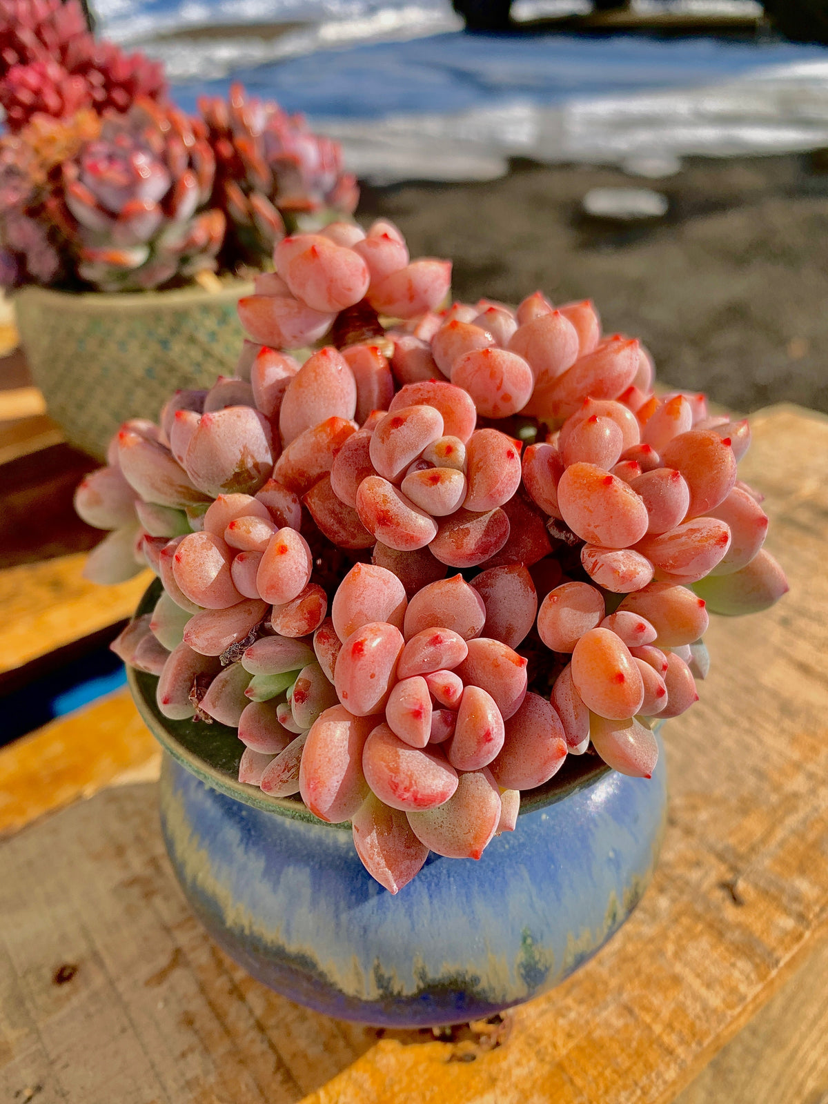 2512-024 Boutique Big Rare Succulents/xSedeveria Maxwell Cluster /What You See is What You Get/Bare Root Without Soil Pot/Plants Gifts