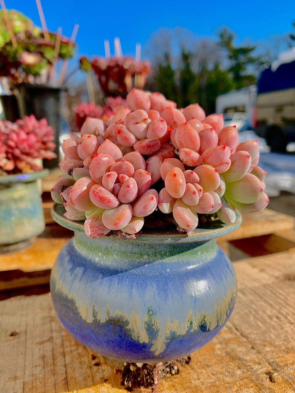 2512-024 Boutique Big Rare Succulents/xSedeveria Maxwell Cluster /What You See is What You Get/Bare Root Without Soil Pot/Plants Gifts