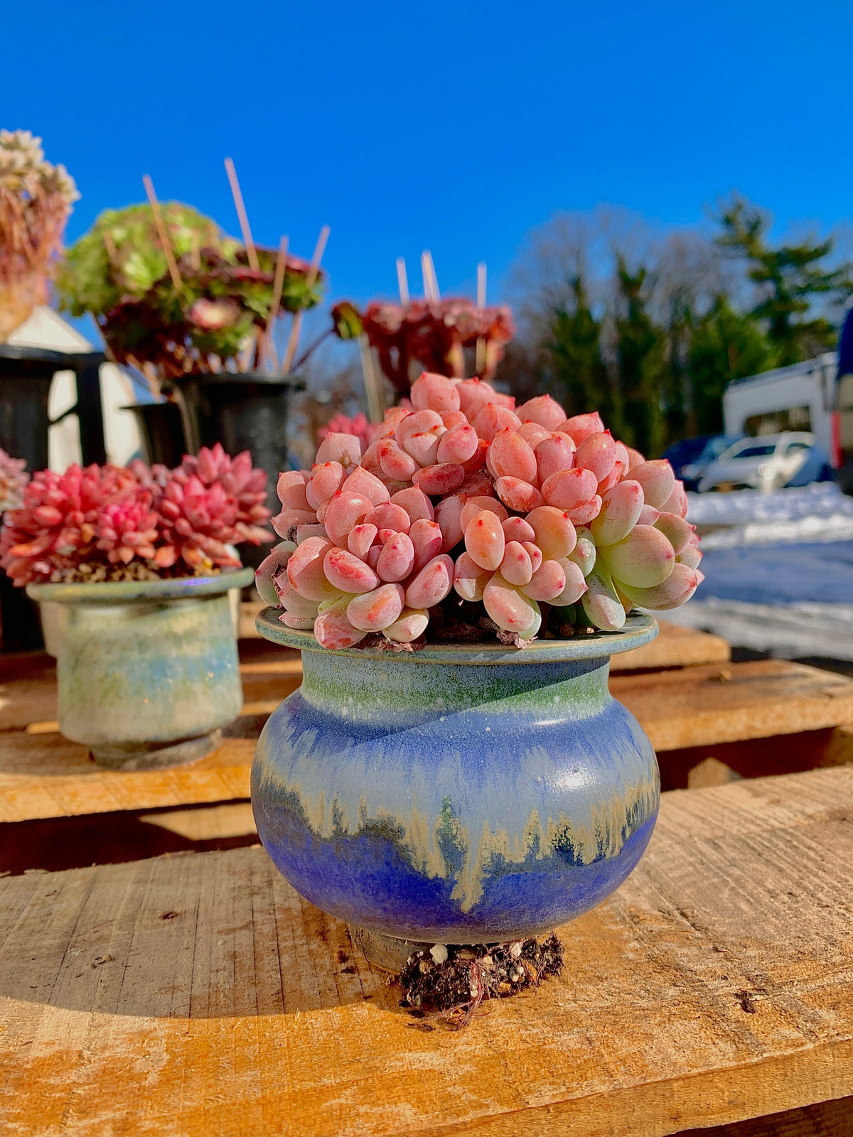 2512-024 Boutique Big Rare Succulents/xSedeveria Maxwell Cluster /What You See is What You Get/Bare Root Without Soil Pot/Plants Gifts