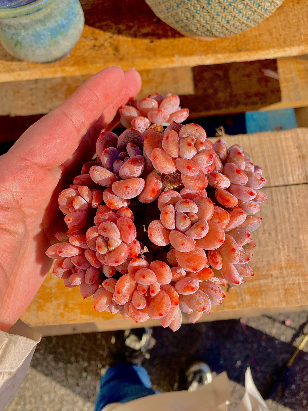 2512-024 Boutique Big Rare Succulents/xSedeveria Maxwell Cluster /What You See is What You Get/Bare Root Without Soil Pot/Plants Gifts
