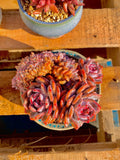 2512-025 Boutique Rare Succulents/Echeveria Orange Monroe Crested/What You See is What You Get/Bare Root Without Soil Pot/Plants Gifts