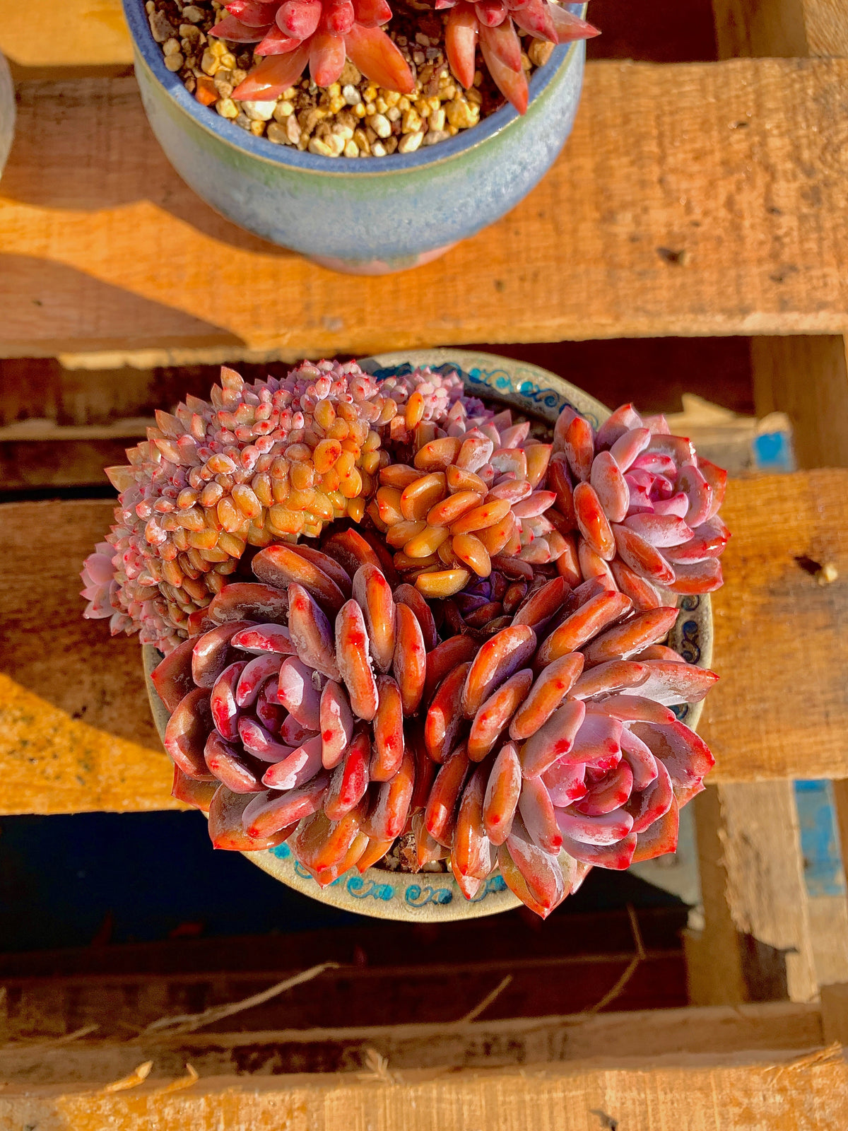 2512-025 Boutique Rare Succulents/Echeveria Orange Monroe Crested/What You See is What You Get/Bare Root Without Soil Pot/Plants Gifts