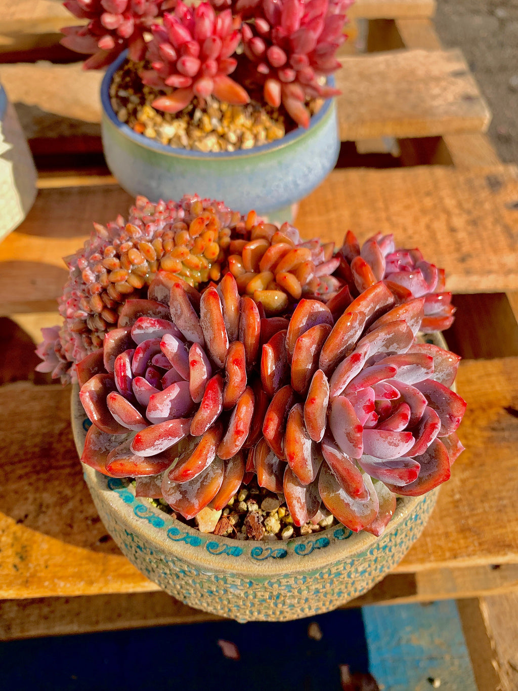 2512-025 Boutique Rare Succulents/Echeveria Orange Monroe Crested/What You See is What You Get/Bare Root Without Soil Pot/Plants Gifts