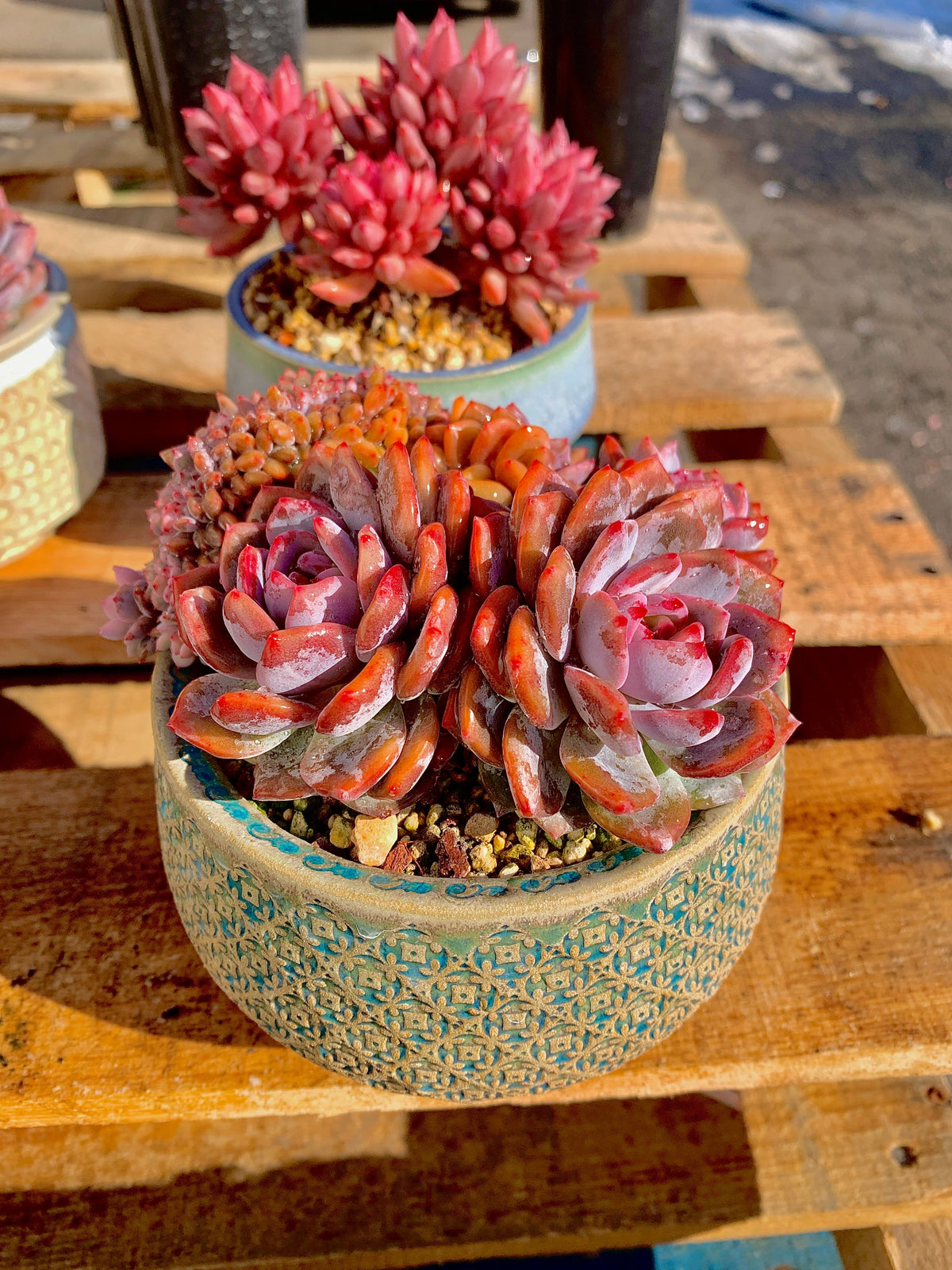 2512-025 Boutique Rare Succulents/Echeveria Orange Monroe Crested/What You See is What You Get/Bare Root Without Soil Pot/Plants Gifts