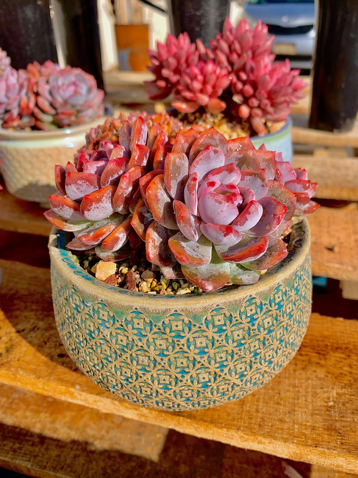 2512-025 Boutique Rare Succulents/Echeveria Orange Monroe Crested/What You See is What You Get/Bare Root Without Soil Pot/Plants Gifts