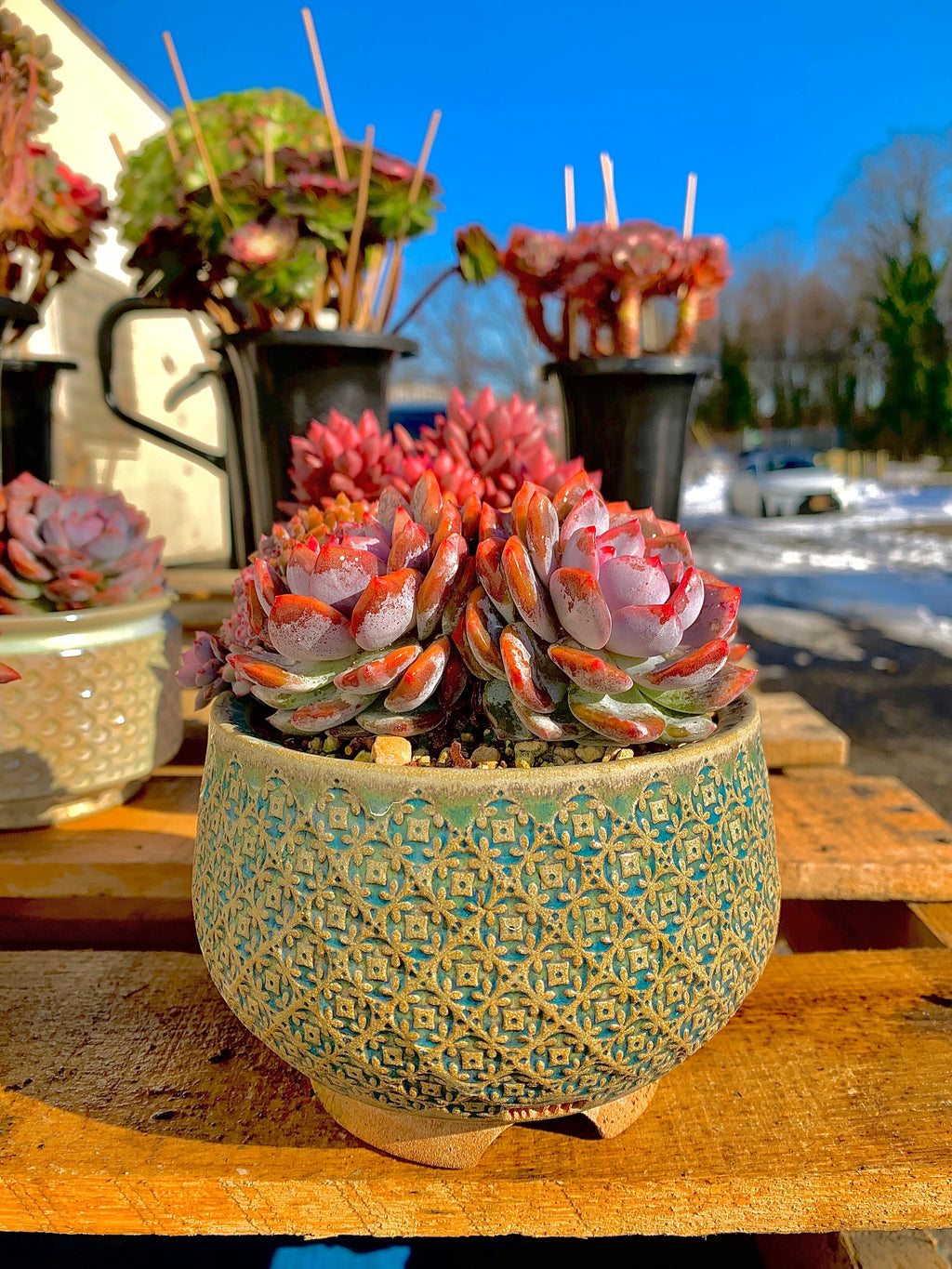 2512-025 Boutique Rare Succulents/Echeveria Orange Monroe Crested/What You See is What You Get/Bare Root Without Soil Pot/Plants Gifts