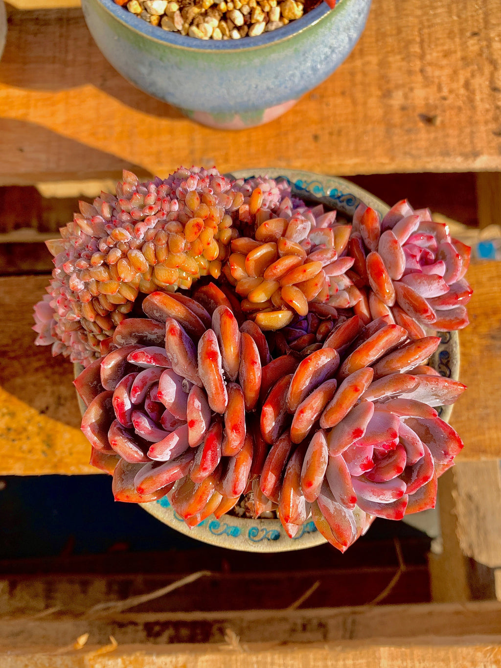2512-025 Boutique Rare Succulents/Echeveria Orange Monroe Crested/What You See is What You Get/Bare Root Without Soil Pot/Plants Gifts