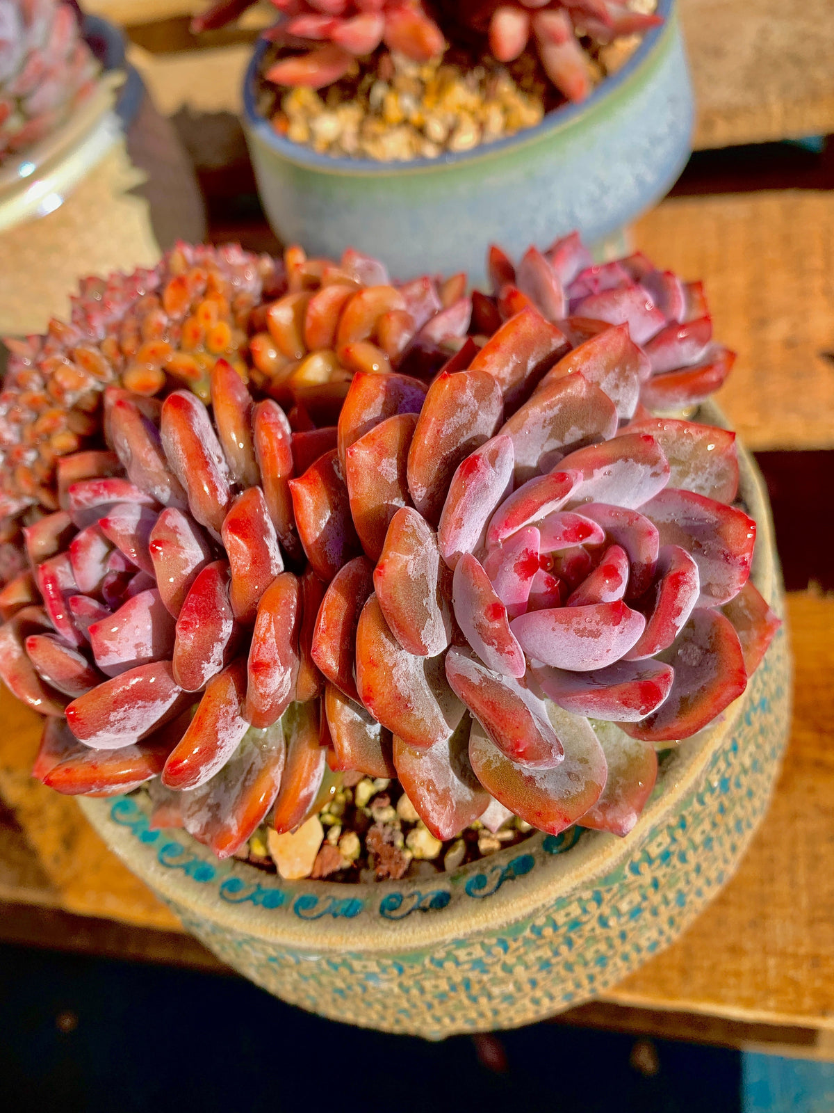 2512-025 Boutique Rare Succulents/Echeveria Orange Monroe Crested/What You See is What You Get/Bare Root Without Soil Pot/Plants Gifts