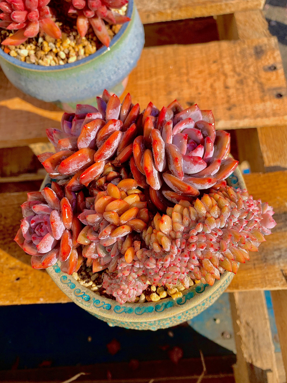 2512-025 Boutique Rare Succulents/Echeveria Orange Monroe Crested/What You See is What You Get/Bare Root Without Soil Pot/Plants Gifts