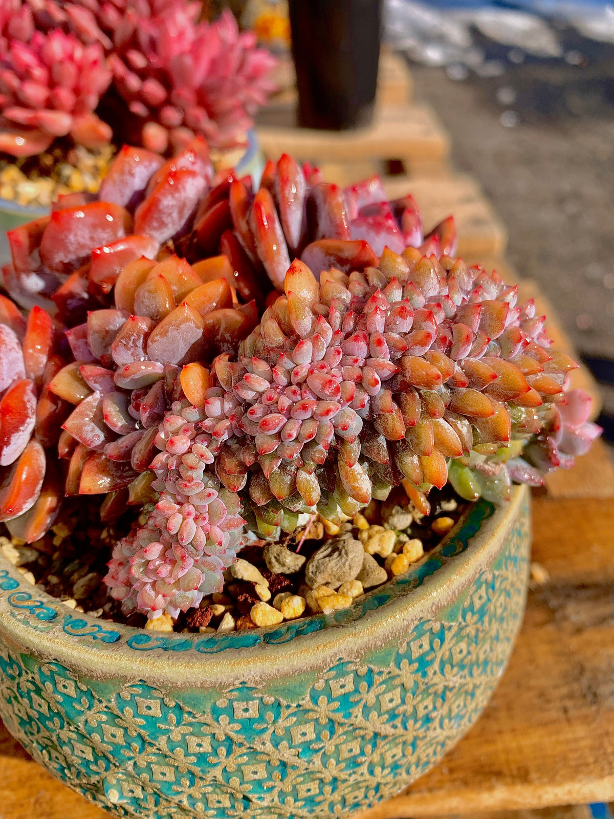 2512-025 Boutique Rare Succulents/Echeveria Orange Monroe Crested/What You See is What You Get/Bare Root Without Soil Pot/Plants Gifts