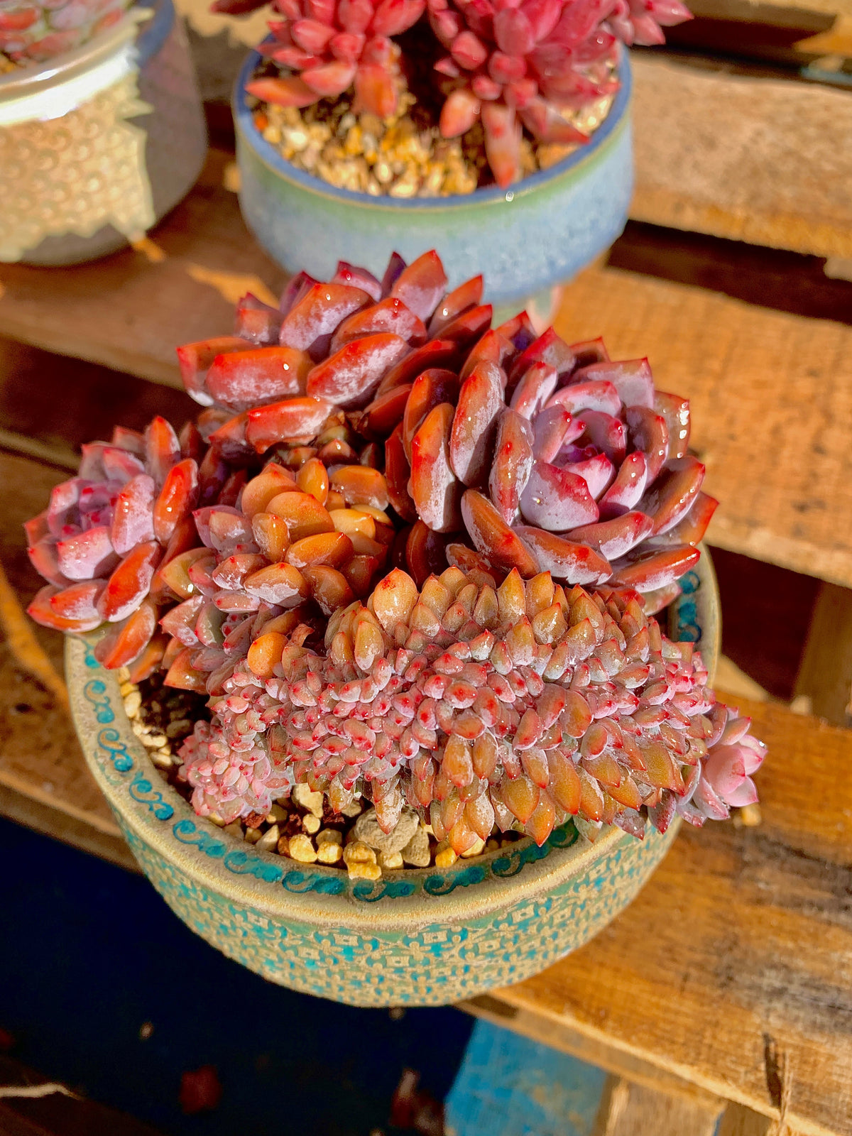 2512-025 Boutique Rare Succulents/Echeveria Orange Monroe Crested/What You See is What You Get/Bare Root Without Soil Pot/Plants Gifts