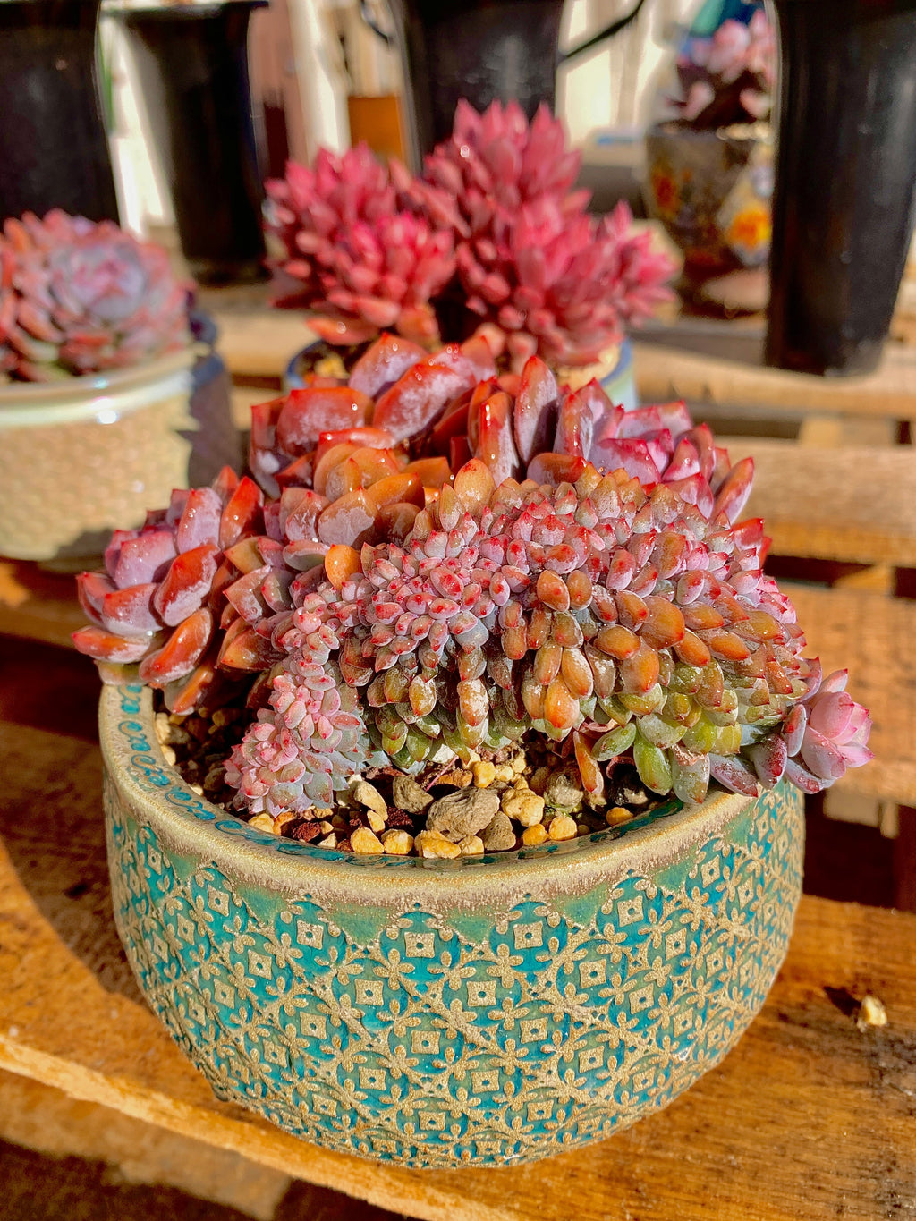 2512-025 Boutique Rare Succulents/Echeveria Orange Monroe Crested/What You See is What You Get/Bare Root Without Soil Pot/Plants Gifts