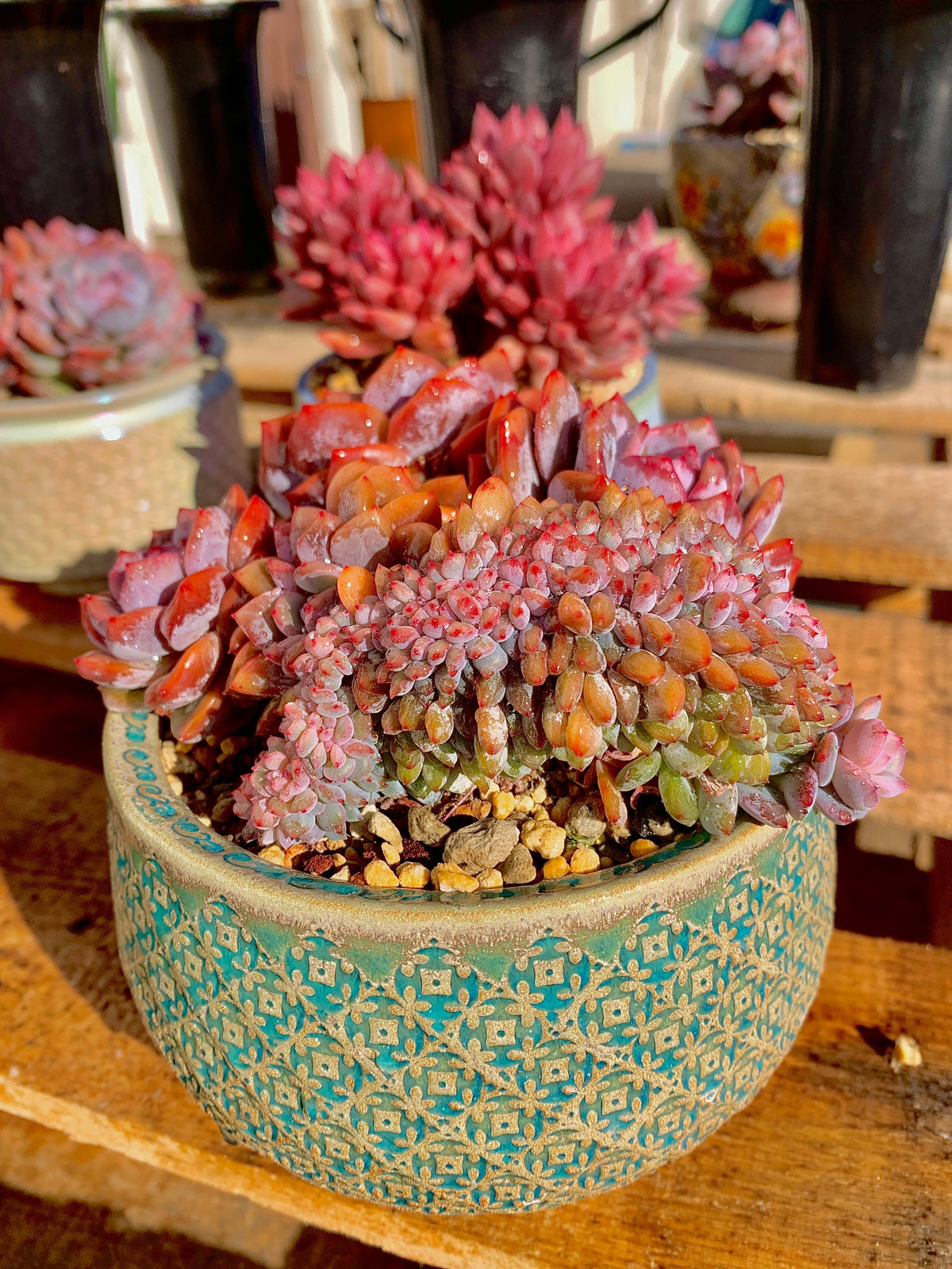2512-025 Boutique Rare Succulents/Echeveria Orange Monroe Crested/What You See is What You Get/Bare Root Without Soil Pot/Plants Gifts