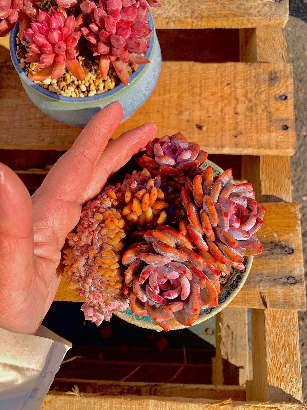 2512-025 Boutique Rare Succulents/Echeveria Orange Monroe Crested/What You See is What You Get/Bare Root Without Soil Pot/Plants Gifts