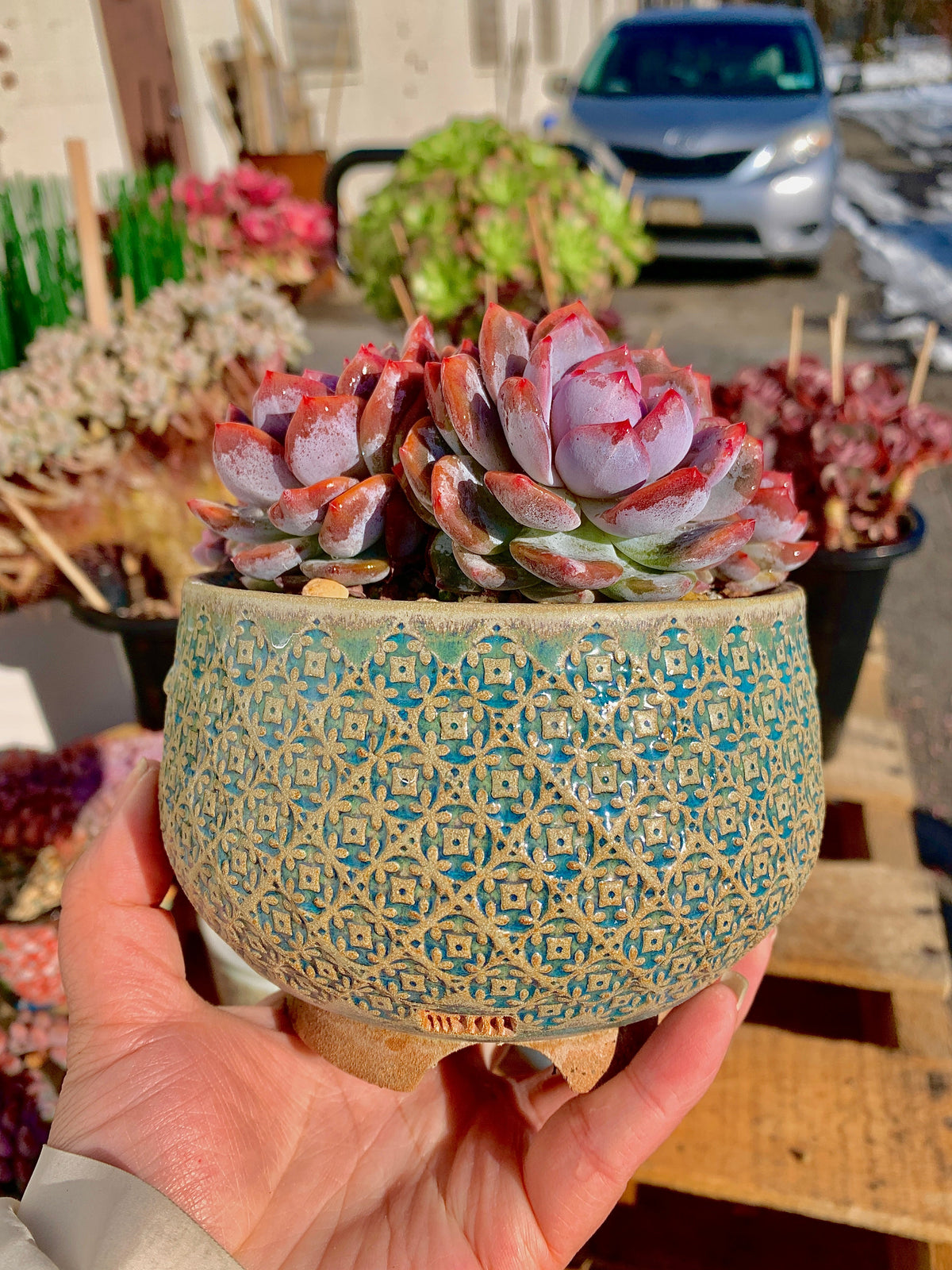 2512-025 Boutique Rare Succulents/Echeveria Orange Monroe Crested/What You See is What You Get/Bare Root Without Soil Pot/Plants Gifts