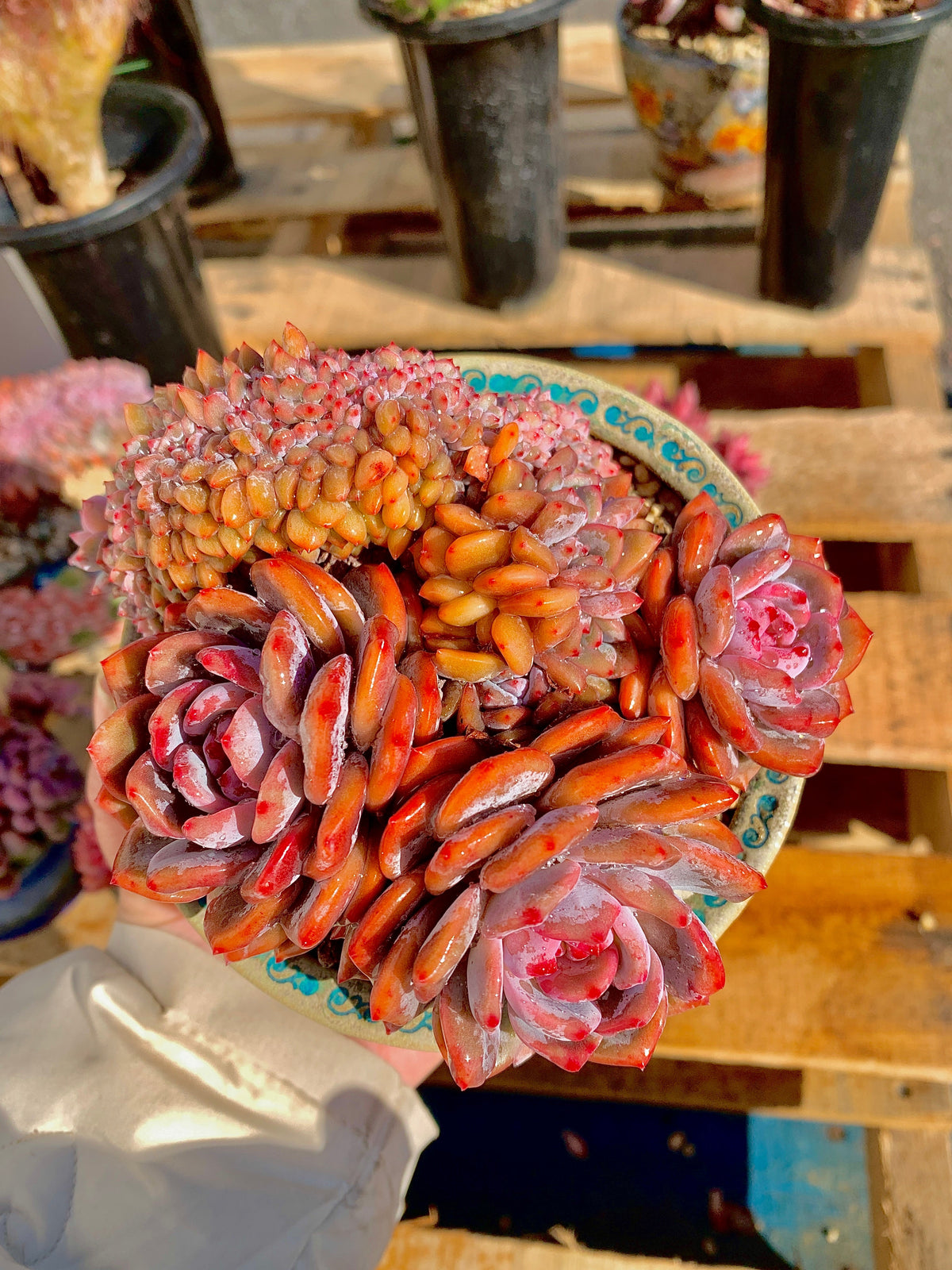 2512-025 Boutique Rare Succulents/Echeveria Orange Monroe Crested/What You See is What You Get/Bare Root Without Soil Pot/Plants Gifts