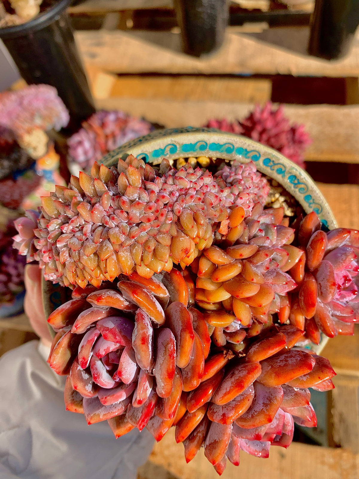 2512-025 Boutique Rare Succulents/Echeveria Orange Monroe Crested/What You See is What You Get/Bare Root Without Soil Pot/Plants Gifts