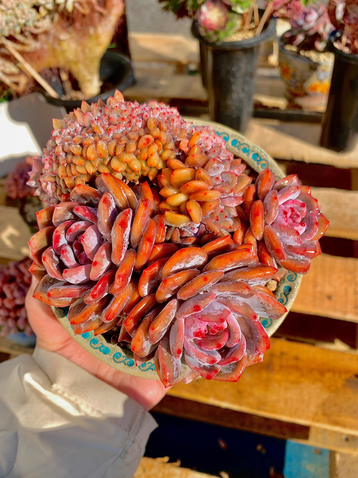 2512-025 Boutique Rare Succulents/Echeveria Orange Monroe Crested/What You See is What You Get/Bare Root Without Soil Pot/Plants Gifts