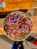 2512-027 Boutique Rare Succulents/Echeveria Orange Monroe Cluster /What You See is What You Get/Bare Root Without Soil Pot/Plants Gifts
