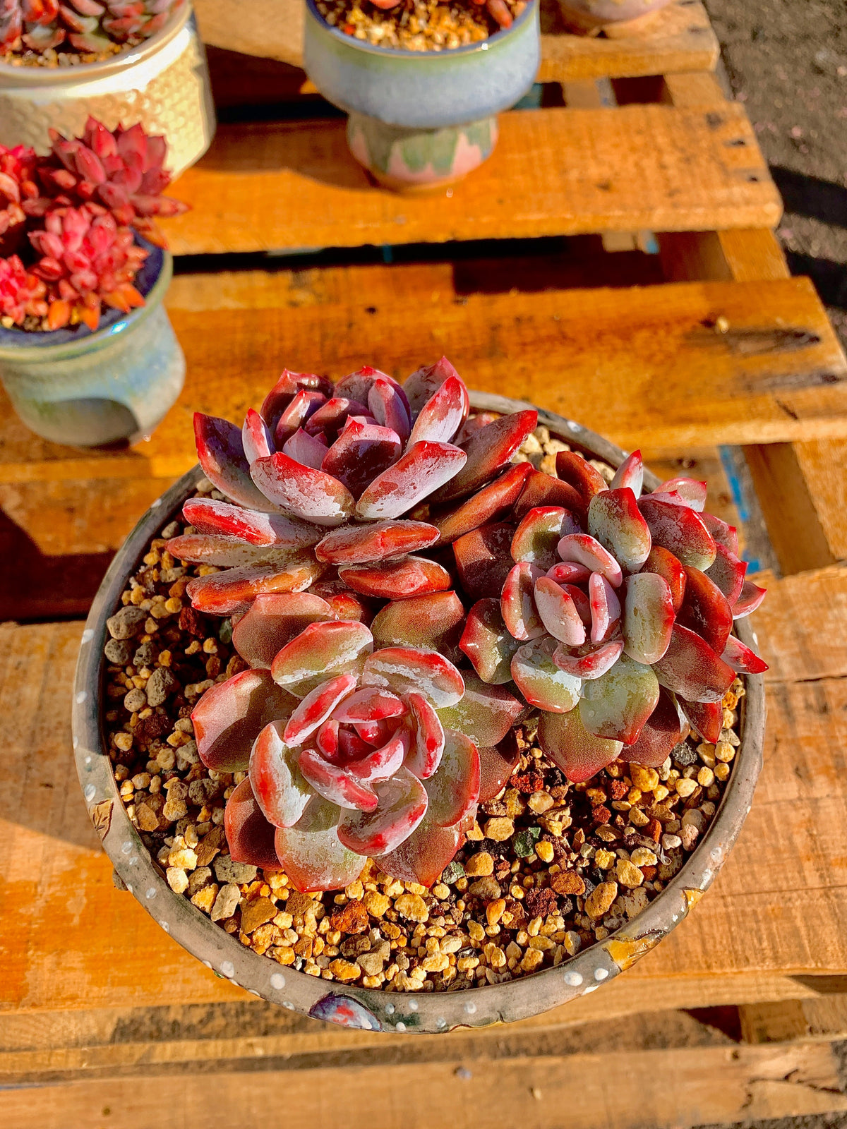 2512-027 Boutique Rare Succulents/Echeveria Orange Monroe Cluster /What You See is What You Get/Bare Root Without Soil Pot/Plants Gifts