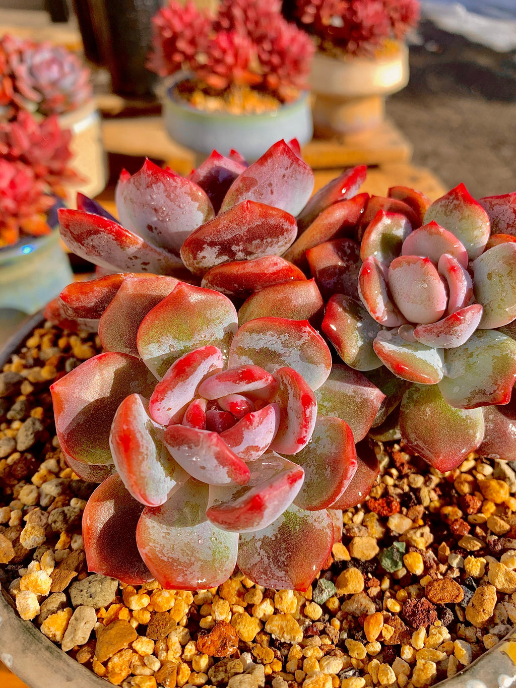 2512-027 Boutique Rare Succulents/Echeveria Orange Monroe Cluster /What You See is What You Get/Bare Root Without Soil Pot/Plants Gifts