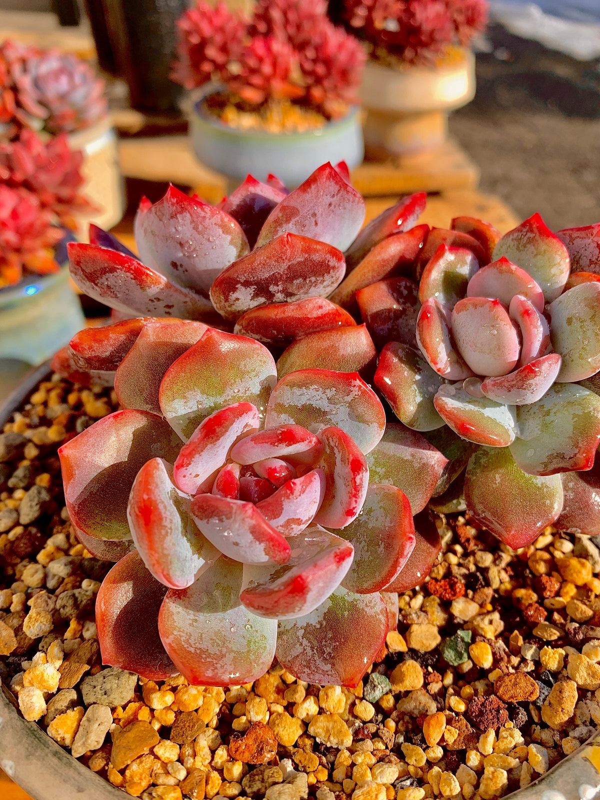 2512-027 Boutique Rare Succulents/Echeveria Orange Monroe Cluster /What You See is What You Get/Bare Root Without Soil Pot/Plants Gifts
