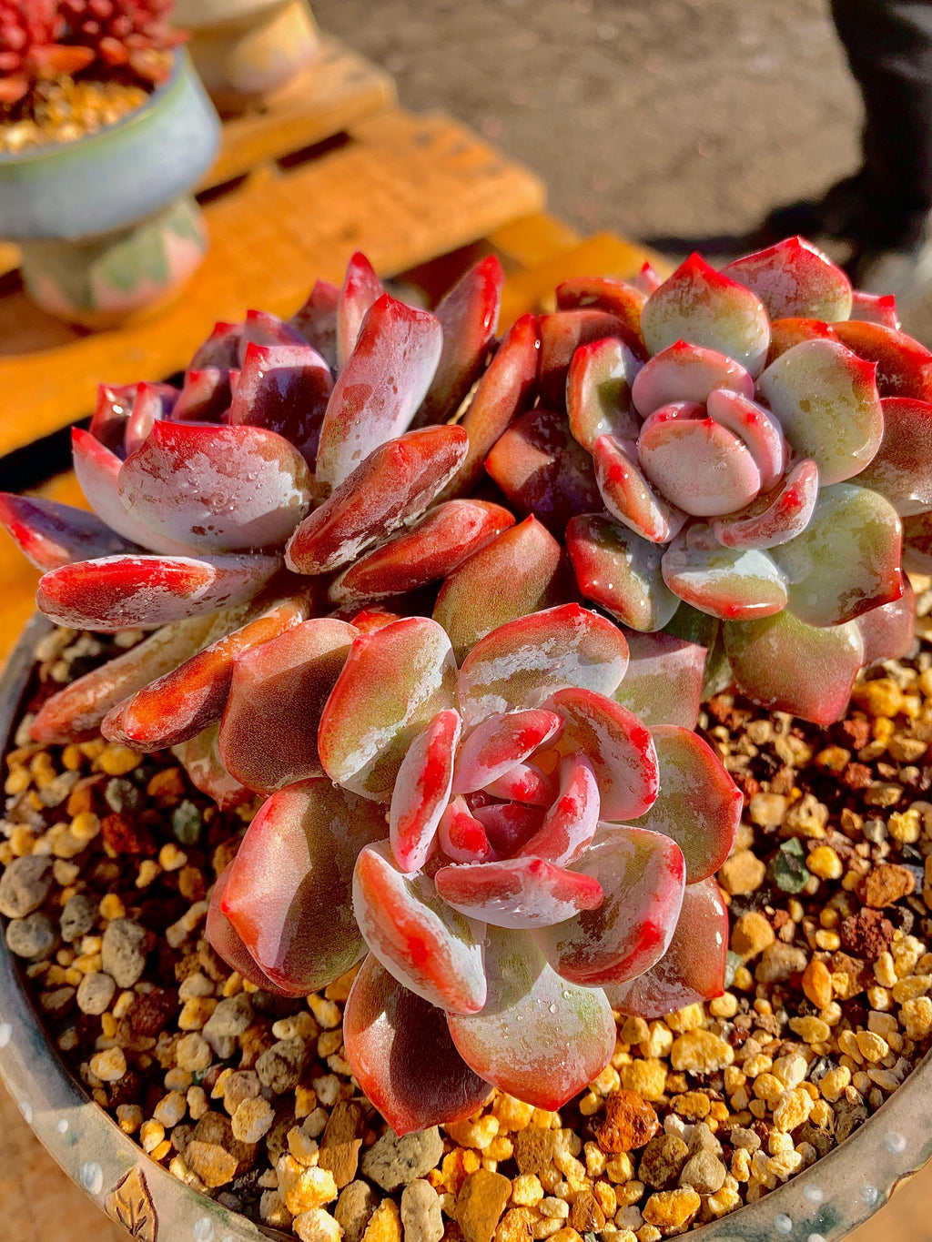 2512-027 Boutique Rare Succulents/Echeveria Orange Monroe Cluster /What You See is What You Get/Bare Root Without Soil Pot/Plants Gifts