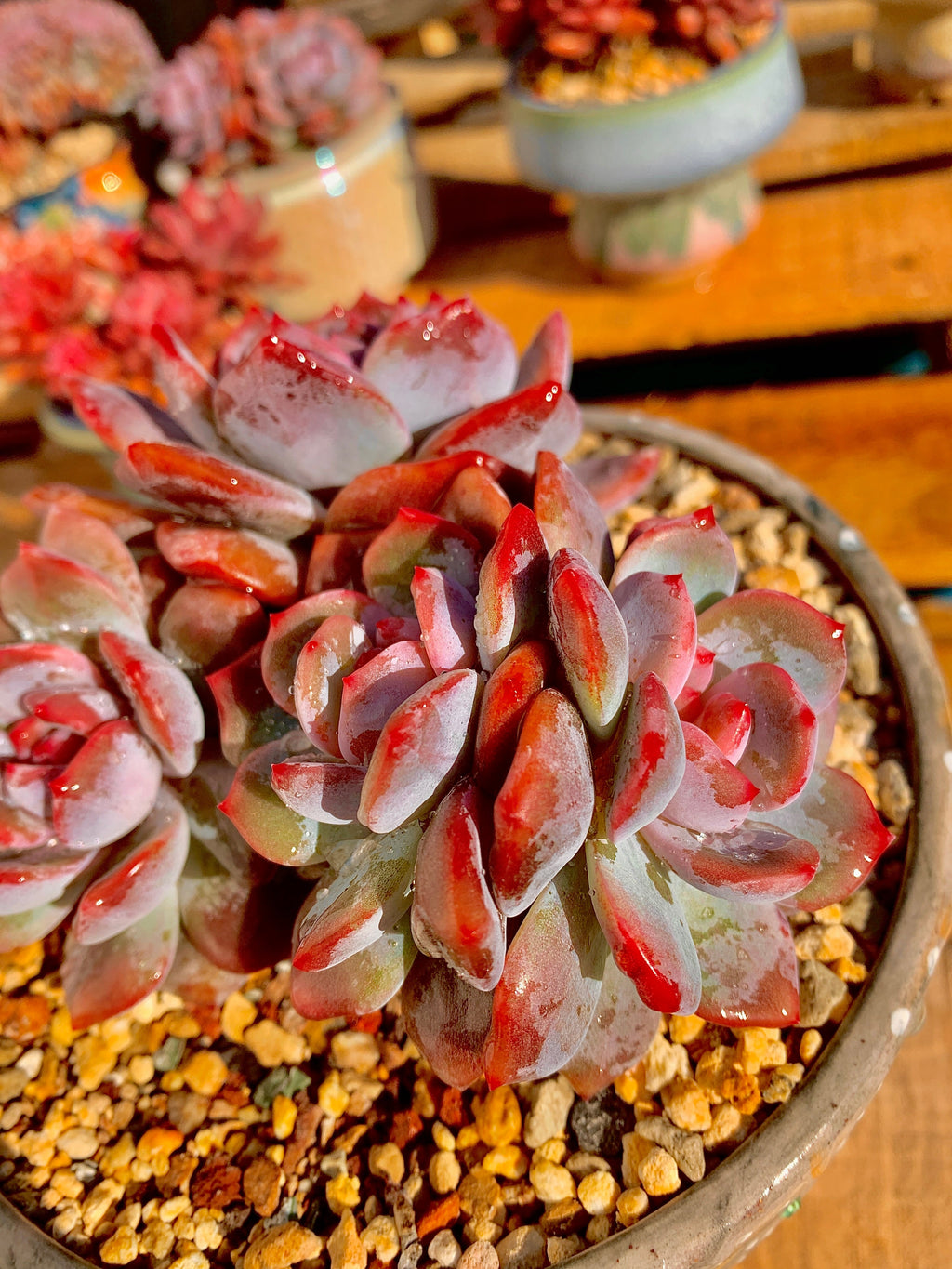 2512-027 Boutique Rare Succulents/Echeveria Orange Monroe Cluster /What You See is What You Get/Bare Root Without Soil Pot/Plants Gifts