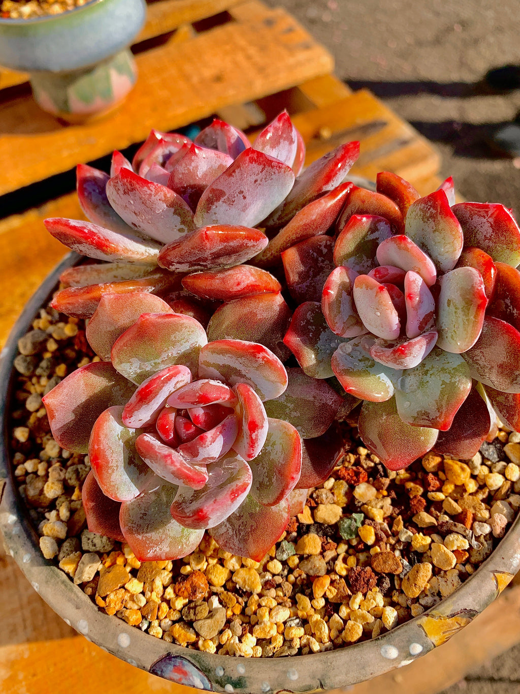 2512-027 Boutique Rare Succulents/Echeveria Orange Monroe Cluster /What You See is What You Get/Bare Root Without Soil Pot/Plants Gifts