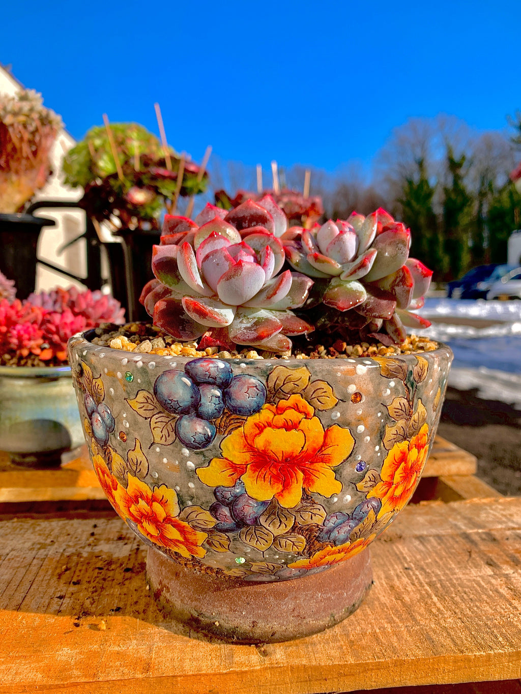 2512-027 Boutique Rare Succulents/Echeveria Orange Monroe Cluster /What You See is What You Get/Bare Root Without Soil Pot/Plants Gifts