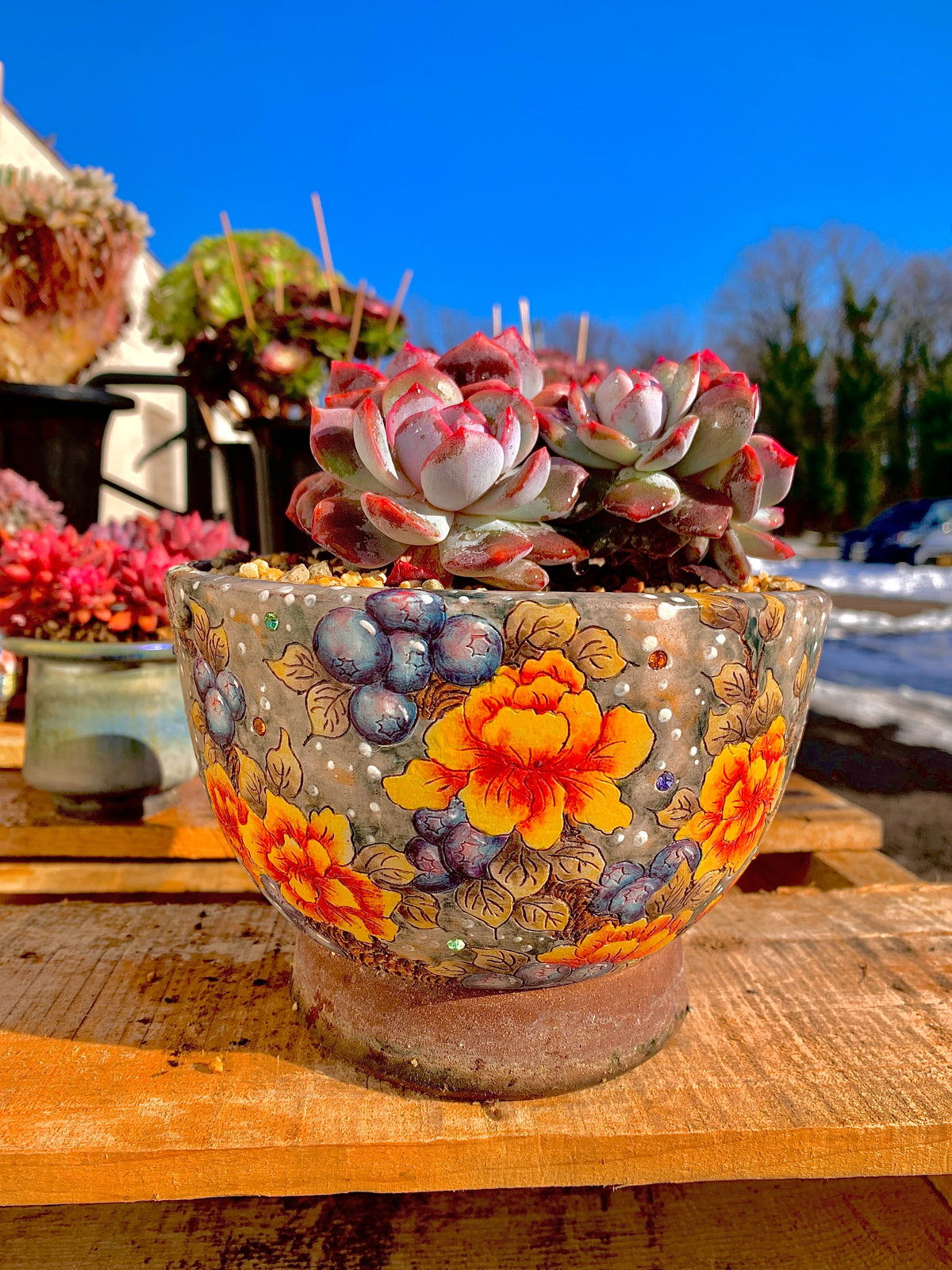 2512-027 Boutique Rare Succulents/Echeveria Orange Monroe Cluster /What You See is What You Get/Bare Root Without Soil Pot/Plants Gifts