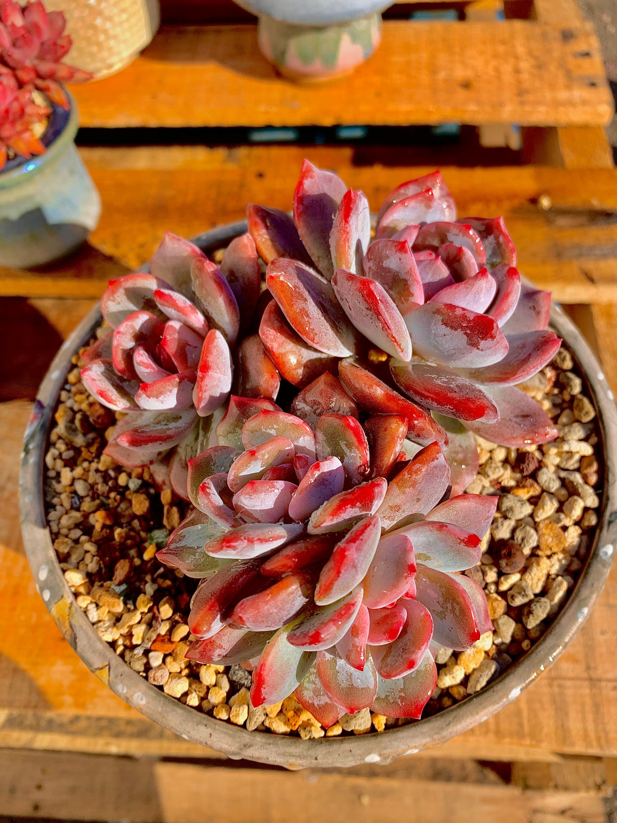 2512-027 Boutique Rare Succulents/Echeveria Orange Monroe Cluster /What You See is What You Get/Bare Root Without Soil Pot/Plants Gifts