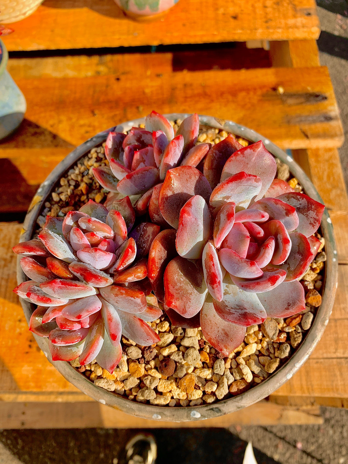 2512-027 Boutique Rare Succulents/Echeveria Orange Monroe Cluster /What You See is What You Get/Bare Root Without Soil Pot/Plants Gifts