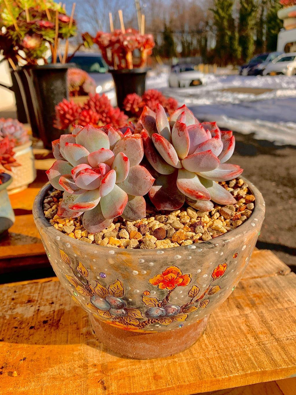 2512-027 Boutique Rare Succulents/Echeveria Orange Monroe Cluster /What You See is What You Get/Bare Root Without Soil Pot/Plants Gifts