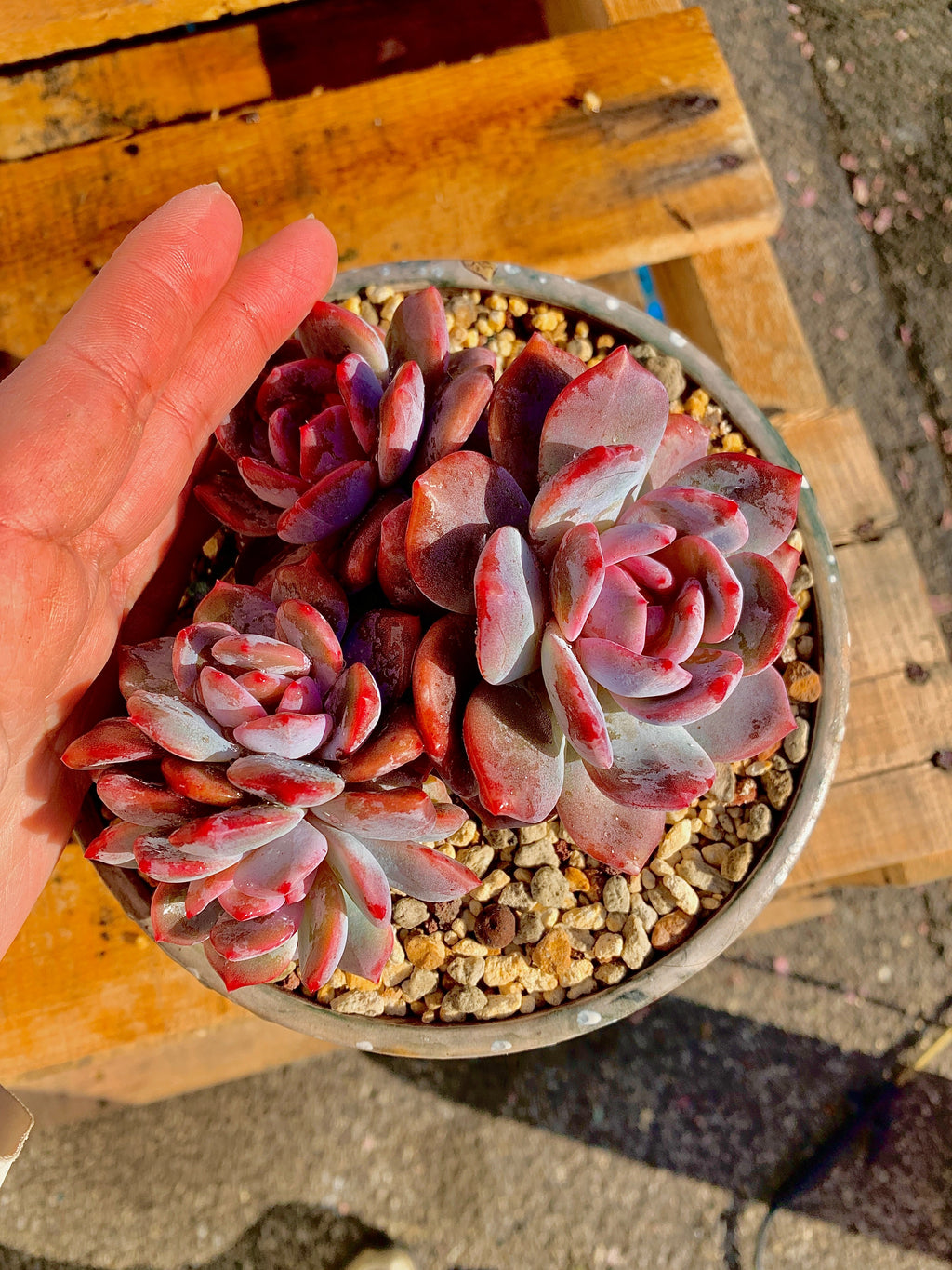 2512-027 Boutique Rare Succulents/Echeveria Orange Monroe Cluster /What You See is What You Get/Bare Root Without Soil Pot/Plants Gifts