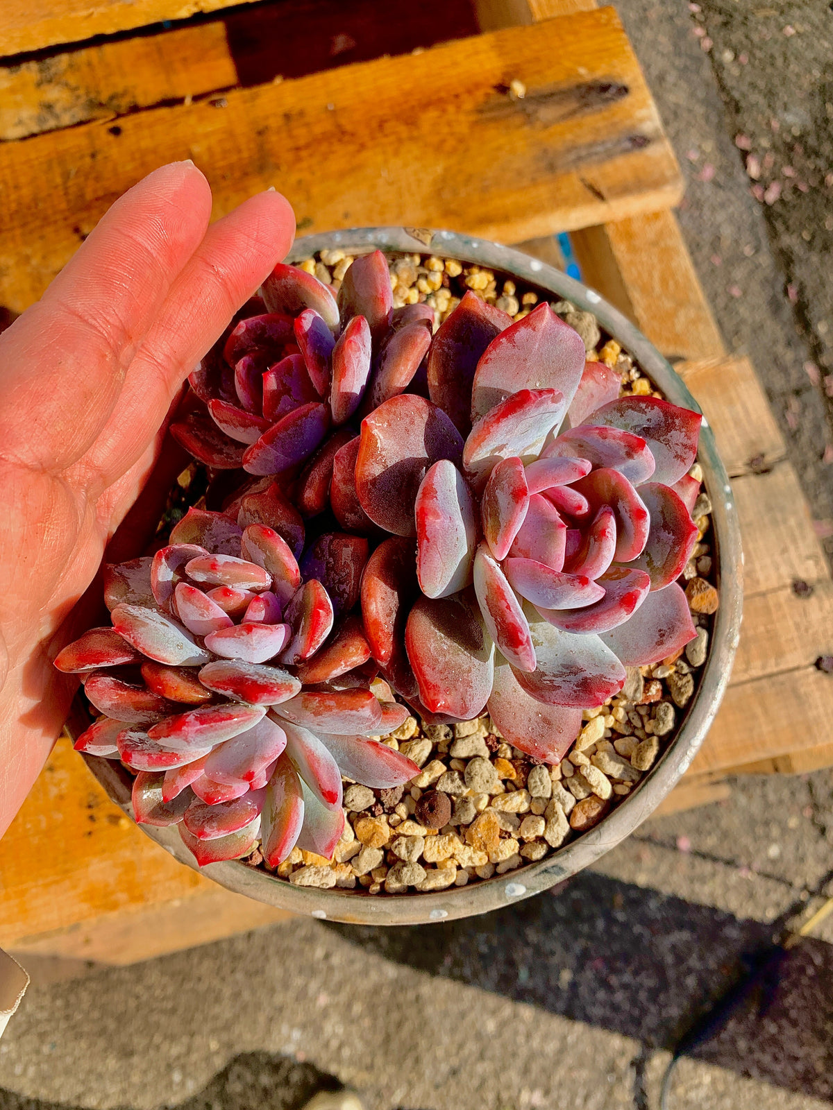 2512-027 Boutique Rare Succulents/Echeveria Orange Monroe Cluster /What You See is What You Get/Bare Root Without Soil Pot/Plants Gifts