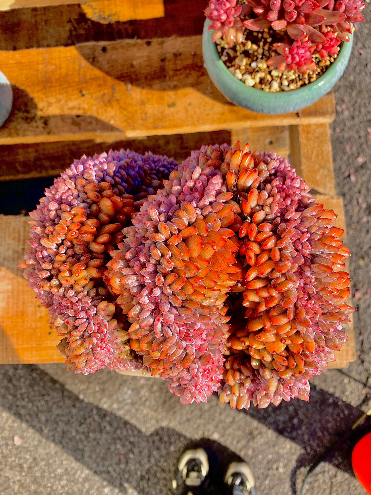 2512-028 Boutique Rare Succulents/Echeveria Orange Monroe Crested/What You See is What You Get/Bare Root Without Soil Pot/Plants Gifts