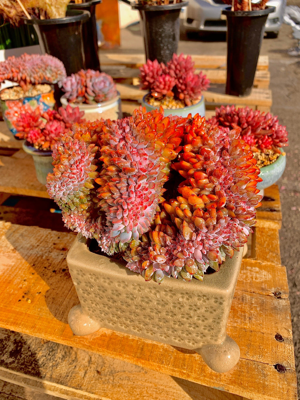 2512-028 Boutique Rare Succulents/Echeveria Orange Monroe Crested/What You See is What You Get/Bare Root Without Soil Pot/Plants Gifts