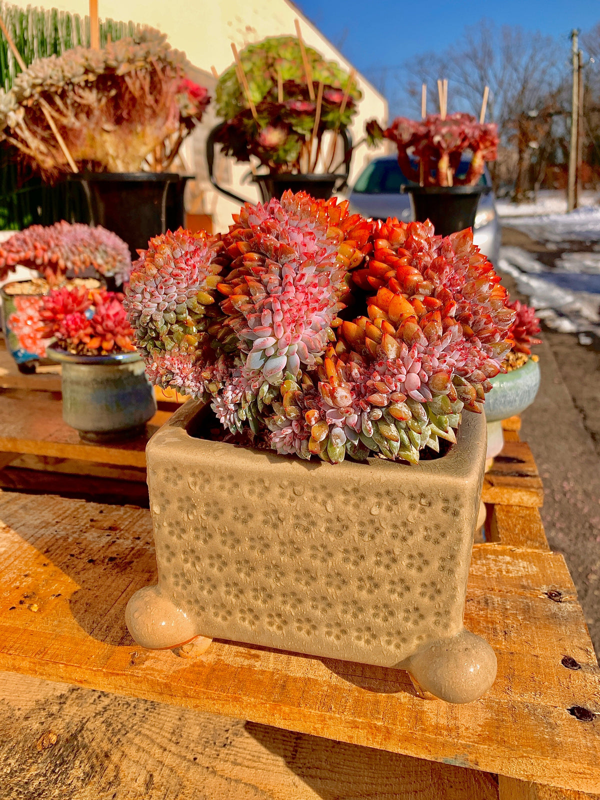 2512-028 Boutique Rare Succulents/Echeveria Orange Monroe Crested/What You See is What You Get/Bare Root Without Soil Pot/Plants Gifts
