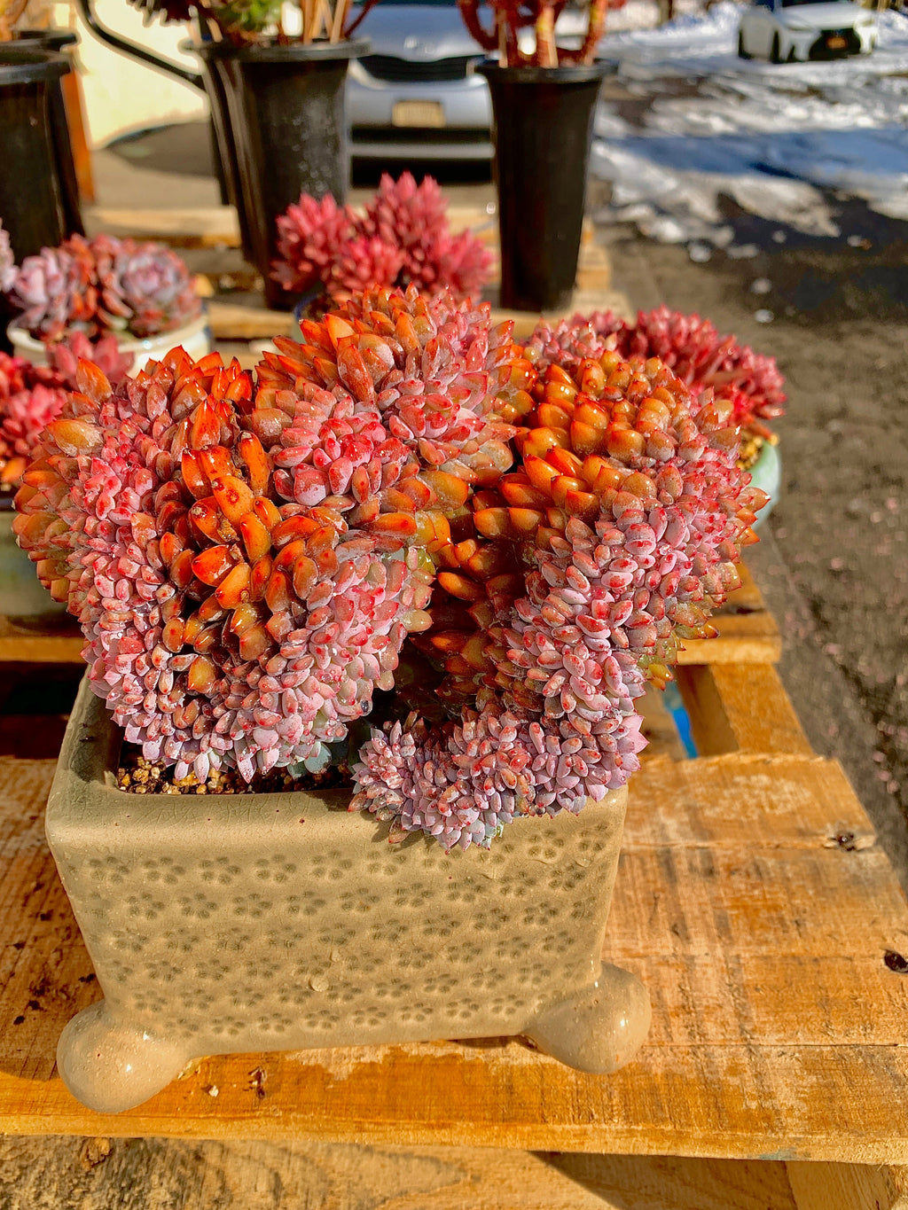 2512-028 Boutique Rare Succulents/Echeveria Orange Monroe Crested/What You See is What You Get/Bare Root Without Soil Pot/Plants Gifts