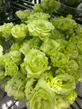 Lisianthus Roseanne 'green' seeds