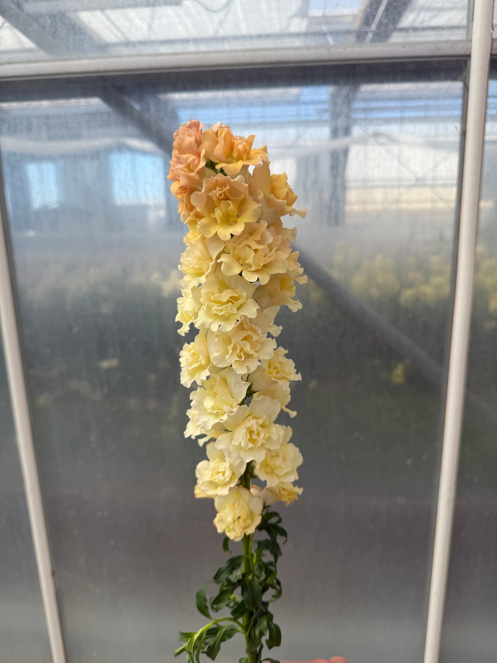 Snapdragon Snapstar 2 'Champagne' seeds