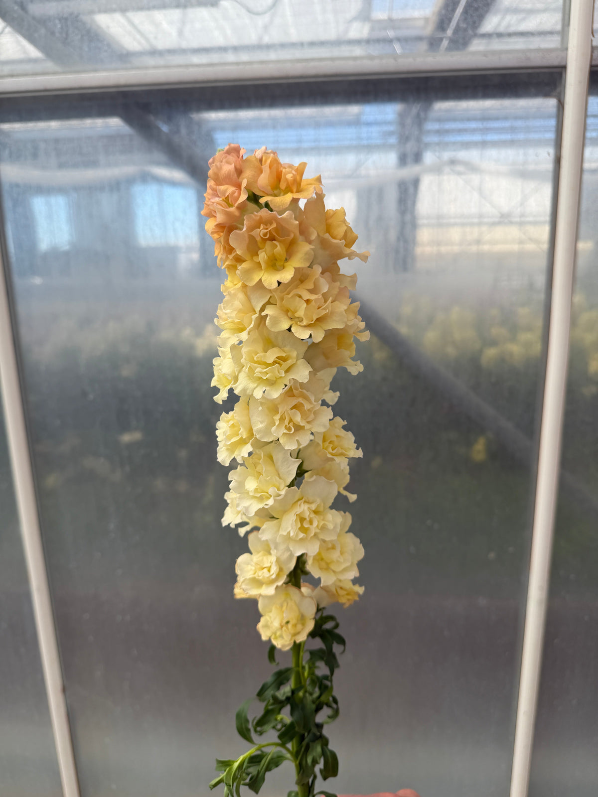 Snapdragon Snapstar 2 'Champagne' seeds